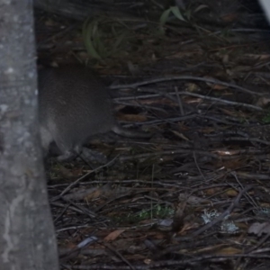 Isoodon obesulus obesulus at Paddys River, ACT - 22 Oct 2016