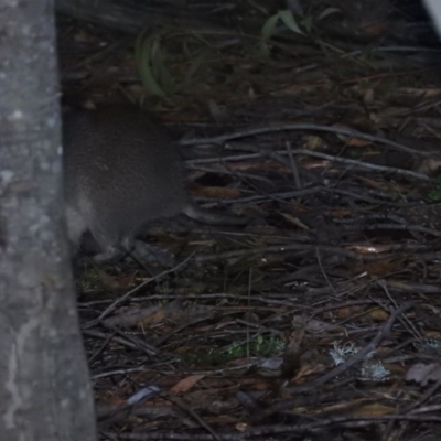 Isoodon obesulus obesulus (Southern Brown Bandicoot) at Paddys River, ACT - 22 Oct 2016 by ArcherCallaway