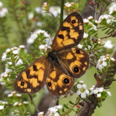 Heteronympha cordace (Bright-eyed Brown) at Booth, ACT - 7 Jan 2017 by JohnBundock