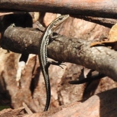 Pseudemoia spenceri (Spencer's Skink) at Booth, ACT - 7 Jan 2017 by JohnBundock