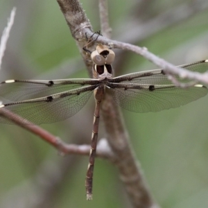 Telephlebia brevicauda at Cotter River, ACT - 2 Jan 2017