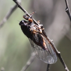 Yoyetta subalpina (Subalpine Firetail Cicada) at Uriarra, NSW - 7 Jan 2017 by HarveyPerkins