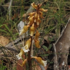 Gastrodia entomogama (Brindabella potato orchid) at Booth, ACT - 8 Jan 2017 by JohnBundock