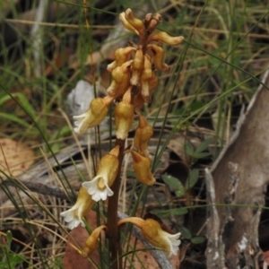 Gastrodia procera at Booth, ACT - suppressed