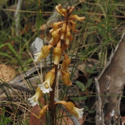 Gastrodia entomogama (Brindabella potato orchid) at Booth, ACT - 8 Jan 2017 by JohnBundock