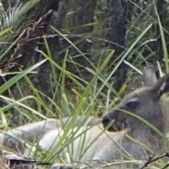 Macropus giganteus (Eastern Grey Kangaroo) at Barragga Bay, NSW - 10 Jan 2017 by narelle