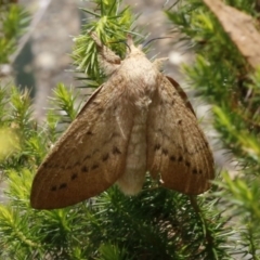 Entometa undescribed species nr fervens (Common Gum Snout Moth) at ANBG - 9 Jan 2017 by ibaird