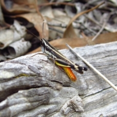 Macrotona australis (Common Macrotona Grasshopper) at Aranda Bushland - 4 Feb 2015 by CathB
