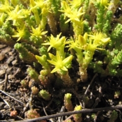 Sedum acre (Goldmoss Stonecrop) at Nimmitabel, NSW - 2 Jan 2017 by GeoffRobertson