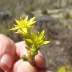 Sedum acre at Nimmitabel, NSW - 2 Jan 2017