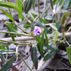 Glycine clandestina at Fadden, ACT - 23 Oct 2016 05:51 PM