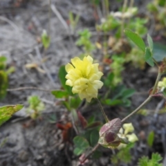 Trifolium campestre (Hop Clover) at Gowrie, ACT - 23 Oct 2016 by RyuCallaway