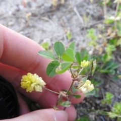 Trifolium campestre at Gowrie, ACT - 23 Oct 2016