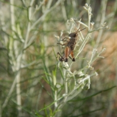 Phaulacridium vittatum (Wingless Grasshopper) at Goorooyarroo NR (ACT) - 9 Jan 2017 by MichaelMulvaney