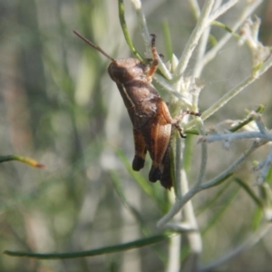 Phaulacridium vittatum at Goorooyarroo NR (ACT) - 10 Jan 2017