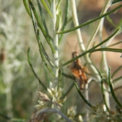 Phaulacridium vittatum at Goorooyarroo NR (ACT) - 10 Jan 2017