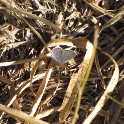 Zizina otis (Common Grass-Blue) at Polo Flat, NSW - 2 Jan 2017 by GeoffRobertson