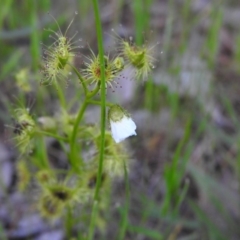 Drosera gunniana (Pale Sundew) at Fadden, ACT - 23 Oct 2016 by RyuCallaway