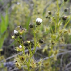 Drosera gunniana (Pale Sundew) at Gowrie, ACT - 23 Oct 2016 by ArcherCallaway