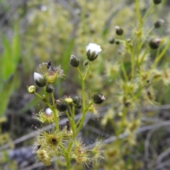 Drosera gunniana (Pale Sundew) at Gowrie, ACT - 23 Oct 2016 by RyuCallaway