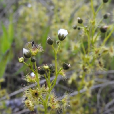 Drosera gunniana (Pale Sundew) at Gowrie, ACT - 23 Oct 2016 by RyuCallaway