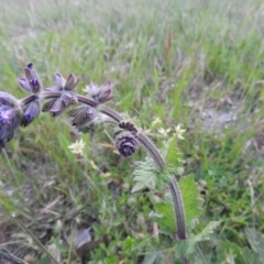 Salvia verbenaca var. verbenaca (Wild Sage) at Gowrie, ACT - 23 Oct 2016 by RyuCallaway