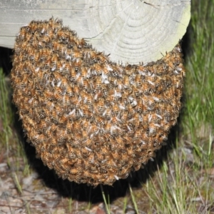 Apis mellifera at Fadden, ACT - 23 Oct 2016 08:10 PM