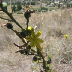 Bulbine bulbosa (Golden Lily, Bulbine Lily) at Cooma Grasslands Reserves - 3 Jan 2017 by GeoffRobertson