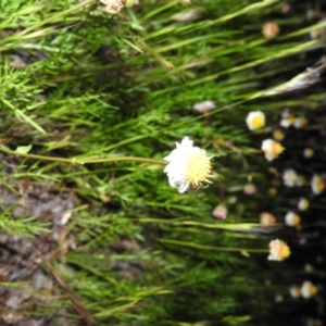 Calotis anthemoides at Fadden, ACT - 23 Oct 2016