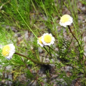 Calotis anthemoides at Fadden, ACT - 23 Oct 2016