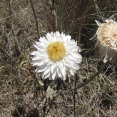 Leucochrysum albicans subsp. tricolor (Hoary Sunray) at Polo Flat, NSW - 2 Jan 2017 by GeoffRobertson