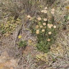 Rutidosis leiolepis (Monaro Golden Daisy) at Cooma, NSW - 2 Jan 2017 by GeoffRobertson