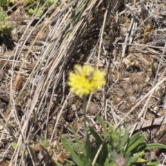 Rutidosis leiolepis at Cooma, NSW - 3 Jan 2017