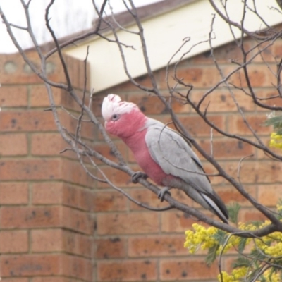 Eolophus roseicapilla (Galah) at Ngunnawal, ACT - 15 Oct 2016 by GeoffRobertson