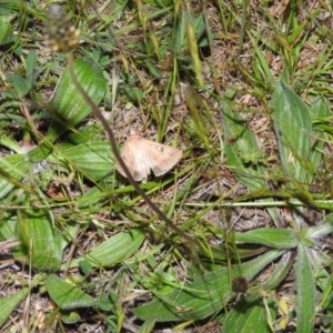 Helicoverpa punctigera at Fadden, ACT - 26 Oct 2016