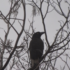 Strepera graculina (Pied Currawong) at Ngunnawal, ACT - 15 Oct 2016 by GeoffRobertson