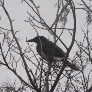 Strepera graculina at Ngunnawal, ACT - 16 Oct 2016