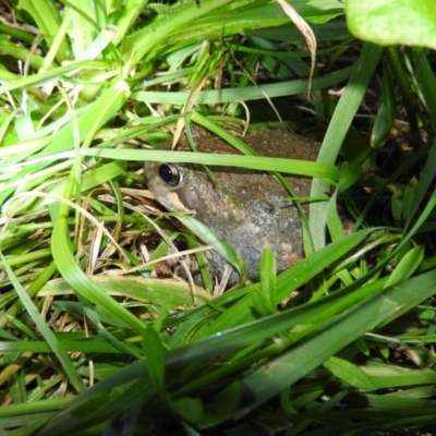 Limnodynastes dumerilii (Eastern Banjo Frog) at Fadden, ACT - 26 Oct 2016 by ArcherCallaway