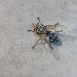 Tachinidae (family) at Reid, ACT - 5 Dec 2016