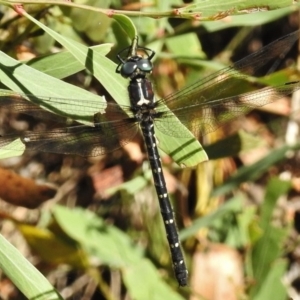 Eusynthemis guttata at Tennent, ACT - 10 Jan 2017 10:08 AM