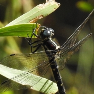 Eusynthemis guttata at Tennent, ACT - 10 Jan 2017