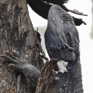 Pogona barbata at Paddys River, ACT - suppressed