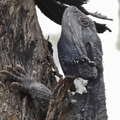 Pogona barbata (Eastern Bearded Dragon) at Paddys River, ACT - 10 Jan 2017 by JohnBundock