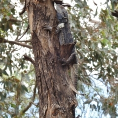 Pogona barbata at Paddys River, ACT - suppressed