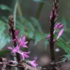 Dipodium roseum (Rosy Hyacinth Orchid) at Lower Cotter Catchment - 2 Jan 2017 by HarveyPerkins