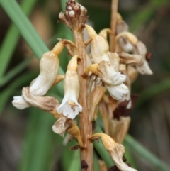 Gastrodia sesamoides (Cinnamon Bells) at Lower Cotter Catchment - 2 Jan 2017 by HarveyPerkins