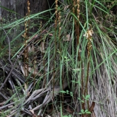 Gastrodia sesamoides at Cotter River, ACT - 2 Jan 2017