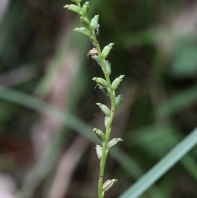 Microtis sp. aff. unifolia (Alpine onion orchid) at Lower Cotter Catchment - 2 Jan 2017 by HarveyPerkins