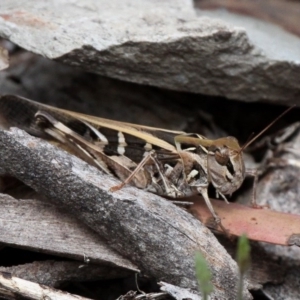 Oedaleus australis at Cotter River, ACT - 7 Jan 2017