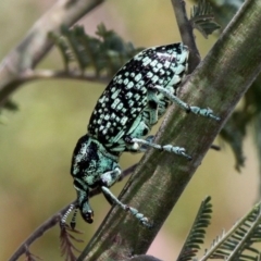 Chrysolopus spectabilis (Botany Bay Weevil) at Coree, ACT - 7 Jan 2017 by HarveyPerkins